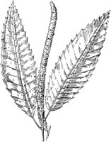PLF179A.TIF