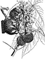 PLF178C.TIF