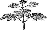PLF178B.TIF