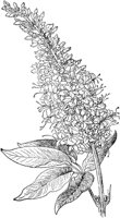PLF177E.TIF