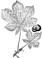 PLF177D.TIF