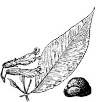 PLF177A.TIF
