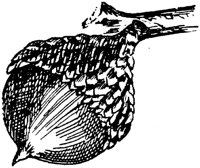 PLF176J.TIF