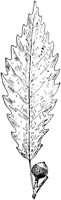 PLF176G.TIF