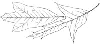 PLF176E.TIF