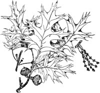 PLF176B.TIF