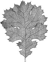 PLF176A.TIF