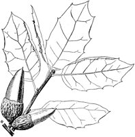 PLF175H.TIF