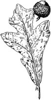 PLF175D.TIF