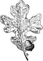 PLF175C.TIF