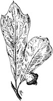 PLF175B.TIF