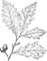 PLF174G.TIF