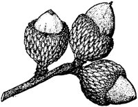 PLF174F.TIF
