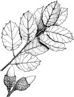 PLF174E.TIF