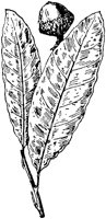 PLF174D.TIF