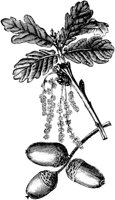 PLF174C.TIF