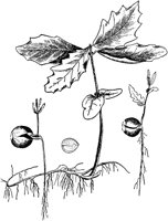 PLF174A.TIF
