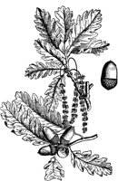 PLF173E.TIF