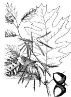 PLF173D.TIF