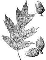 PLF173C.TIF