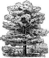 PLF172G.TIF