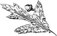 PLF172F.TIF
