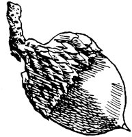 PLF172C.TIF