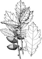 PLF171E.TIF