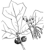 PLF171D.TIF
