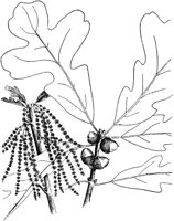 PLF171B.TIF