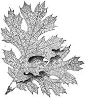 PLF171A.TIF