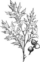 PLF170F.TIF