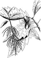 PLF170C.TIF