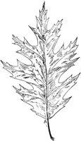 PLF170A.TIF