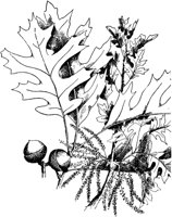 PLF169F.TIF
