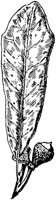 PLF169C.TIF
