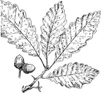 PLF169A.TIF