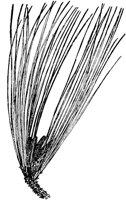 PLF168G.TIF