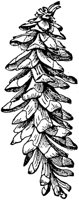 PLF167H.TIF