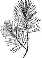 PLF167E.TIF