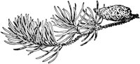 PLF167B.TIF