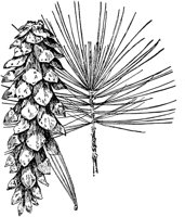 PLF167A.TIF