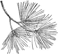 PLF166F.TIF