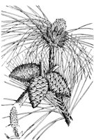 PLF166D.TIF