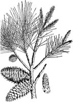PLF166C.TIF