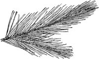 PLF166A.TIF