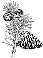 PLF165E.TIF