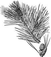 PLF165B.TIF