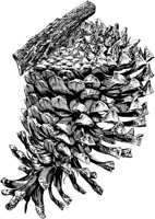 PLF164C.TIF