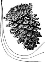 PLF164A.TIF